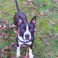 ALY OAA19899, chien à adopter