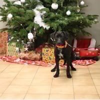 ADMIRAL T, chien à adopter