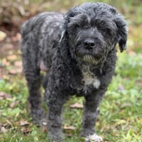 Iron CAA14038, chien à adopter