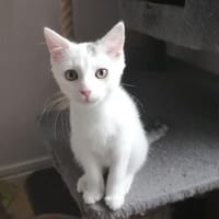 FRIPOUILLE, chatte à adopter