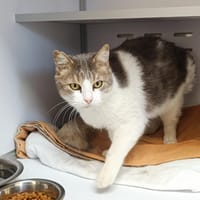 Coca, chat à adopter