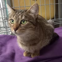 TULLY QCT, chatte à adopter