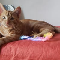 SAFRAN PAB27955, chat à adopter