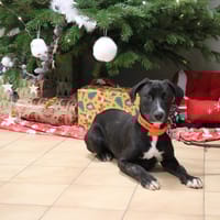 KALIPSXAU, chien à adopter