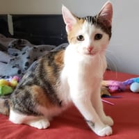 ANETH PAB27953, chatte à adopter