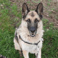 MALKO, chien à adopter