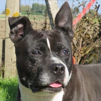 MOUSTIC, chien à adopter