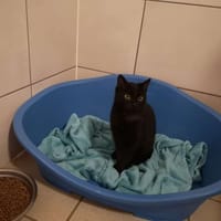 FUNKY, chat à adopter