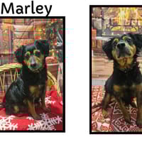 MARLEY, chien à adopter