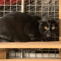 Goupil [Fiv+], chat à adopter
