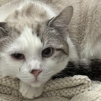 CHADOW, chat à adopter