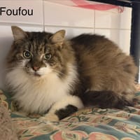 Foufou, chat à adopter