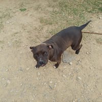 Boulette, chienne à adopter