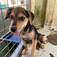 SALINE, chienne à adopter