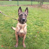 Orage, chien à adopter