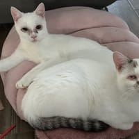 ANASTASIA, chatte à adopter