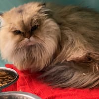 TINY, chatte à adopter