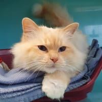 NEYMAR C, chat à adopter