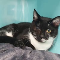 STITCH CHA, chat à adopter