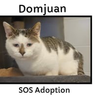 DOMJUAN, chat à adopter