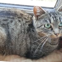 Tandorii, chatte à adopter