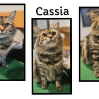 CASSIA (réservée), chatte à adopter