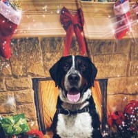 TO PRAK (réservé), chien à adopter