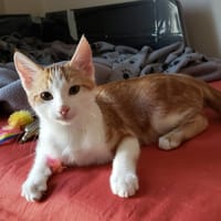 GINGER PAB27954, chatte à adopter