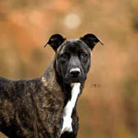 Skippy, chien à adopter