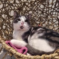 YOSHI, chat à adopter