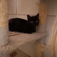 FLY, chatte à adopter