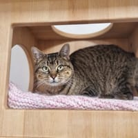 TAPIOCA, chatte à adopter