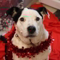 Bundy, chien à adopter