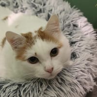 Caramel, chat à adopter