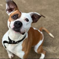 PERLE, chienne à adopter