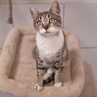 MINA, chatte à adopter