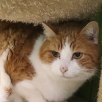 Tic, chat à adopter