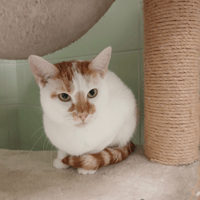CARAMEL, chat à adopter