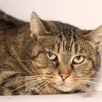 Margaux, chatte à adopter