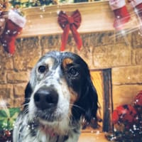 LAIKA (réservée), chienne à adopter