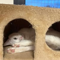 NEIGE, chatte à adopter