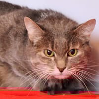 Chipie, chatte à adopter