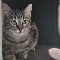 ARIANE, chatte à adopter