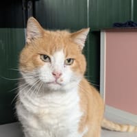 OUPS, chat à adopter