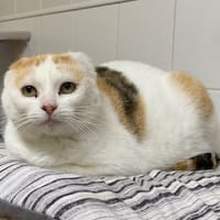 Paprika, chatte à adopter