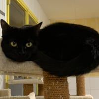 Bouclette, chatte à adopter