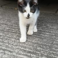 AUGUSTINE chatonne noir et blanche, chienne à adopter