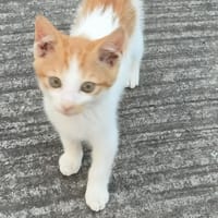 AKATINE chaton roux et blanche, chat à adopter