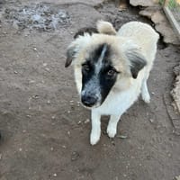 Tanguy, chien à adopter