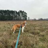 Bogotka, suczka do adopcji